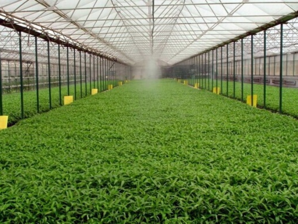 蔬菜示范基地