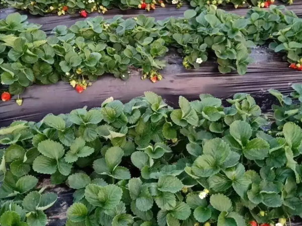 草莓示范基地